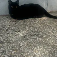 گربه مشکی گم شده با مژدگانی