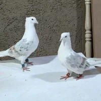 کبوتر پشت دار سرور