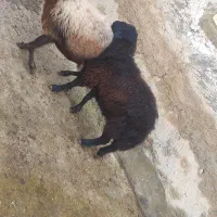 بره قوچ ژندار هترو مشکی و قرمز|حیوانات مزرعه|یاسوج, |دیوار