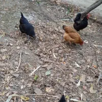 مرغ سیاه مخصوص خون کردن