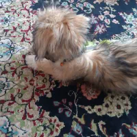 معا. وضه توله نر شیتزو تریر شناسنامه دار با ژرمن|سگ|بم, |دیوار