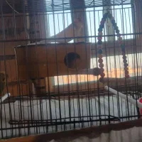 یک جفت مرغ عشق|پرنده|مهریز, |دیوار