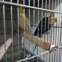 عروس،گرینچیک،راهب|پرنده|زنجان, |دیوار