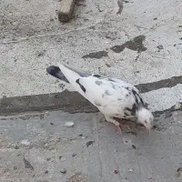 ۳۰ تا کفتر|پرنده|قم, انسجام|دیوار