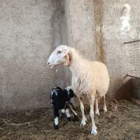میش