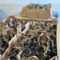 بوقلمون بزنزانگلیس|حیوانات مزرعه|جوادآباد, |دیوار