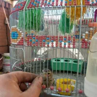 سهره قناری خاکی