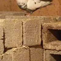 کبوتر طوقی|پرنده|کلاترزان, |دیوار