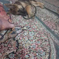 سگ ژرمن گمشد خ سرباز کوچه ۴۲ توله بود