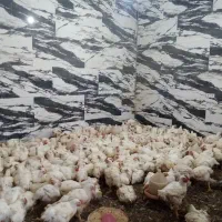 مرغ 109000 به قیمت تعاونی