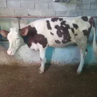 باسلام فروش دو عدد گل وساله