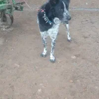 سگ قدرجونی نر|سگ|صحنه, |دیوار