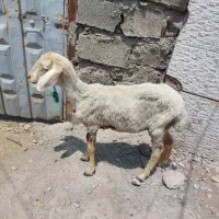 تقلی ماده
