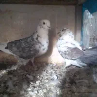 کبوتر|حیوانات|قم, علی آباد سعدگان|دیوار