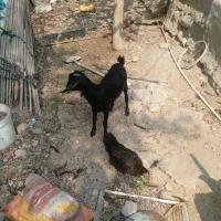 ۲ عدد کهر نر چاق سالم سرحال دوقلو هستن|حیوانات مزرعه|تخت, |دیوار