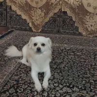 سگ پامر میکس