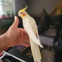 عروس هلندی،، سخنگو