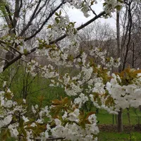 باغ زیبا و قابل سکونت با سند شش دانگ تک برگ|فروش زمین و ملک کلنگی|فیروزکوه, |دیوار