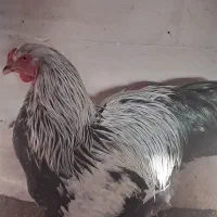 یک خروس برهما دارک نزدیک به بلوغ