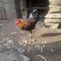 خوروس|حیوانات مزرعه|مسجد سلیمان, |دیوار