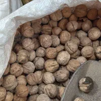 گردو ایرانی