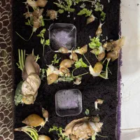 حلزون نژاد دار اچاتینا