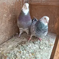 جفت نرو ماده انتیک|پرنده|فرمهین, |دیوار