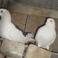 کبوتر جفت