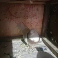 چند تعداد کقتر