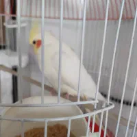 عروس هلندی