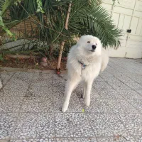 سگ ساموییدماده معاوضه با،|سگ|اصفهان, باغ زیار|دیوار