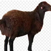 دام سالم قیمت ونرخ اتحادیه زنده با قصاب درب خانه|حیوانات مزرعه|تهران, ونک|دیوار