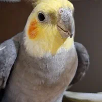 جفت عروس هلندی