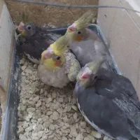 عروس هلندی|پرنده|بندر گناوه, |دیوار