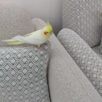 عروس هلندی لتینو|پرنده|چغادک, |دیوار