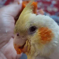 عروس هلندی گمشده