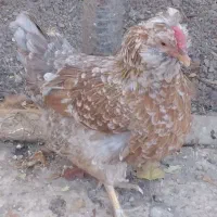 ۱۴عدد تخم مرغ نطفه دار گلین و ۴تا طاقچه|حیوانات مزرعه|مشهد, نوید|دیوار