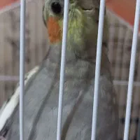 عروس هلندی نر و ماده|پرنده|تبریز, |دیوار