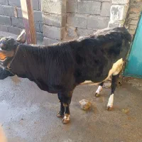 گوساله ماده|حیوانات مزرعه|جوانرود, |دیوار
