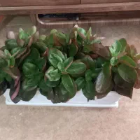 کیف|کیف، کفش، کمربند|اصفهان, بهارستان|دیوار