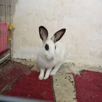 بچه خرگوش|موش و خرگوش|بندر دیر, |دیوار