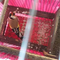 سهره وحش امسال|پرنده|اندیمشک, |دیوار