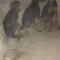 سگ دوبرمن