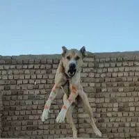 واگذاری سگهای خراسانی نگهبان و گلگی|سگ|مشهد, احمدآباد|دیوار