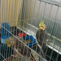 یک جفت عروس هلندی|پرنده|آشخانه, |دیوار