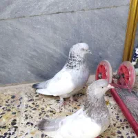 کفتر سینه|پرنده|شیراز, محراب|دیوار