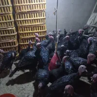 فروش بوقلمون محلی