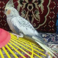 عروس هلندی نر