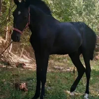 کره نریان اصیل کرد