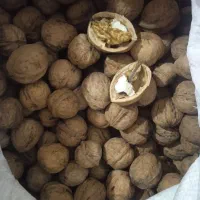 گردوی کاغذی